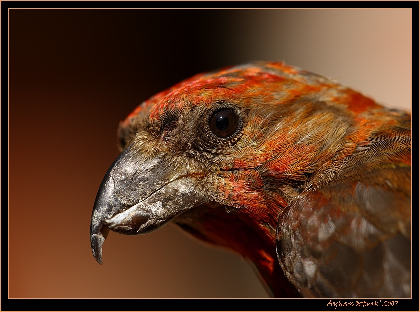 Red Crossbill