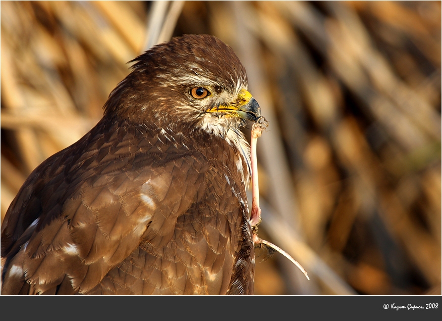 Common Buzzard