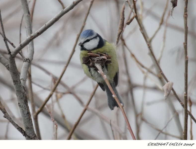 Eurasian Blue Tit