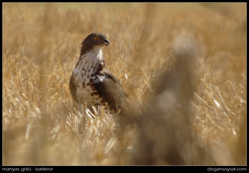 European Honey Buzzard