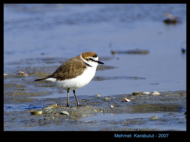 Kentish Plover