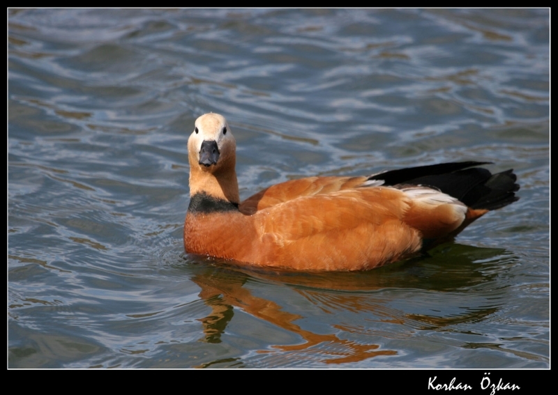 Ruddy Shelduck