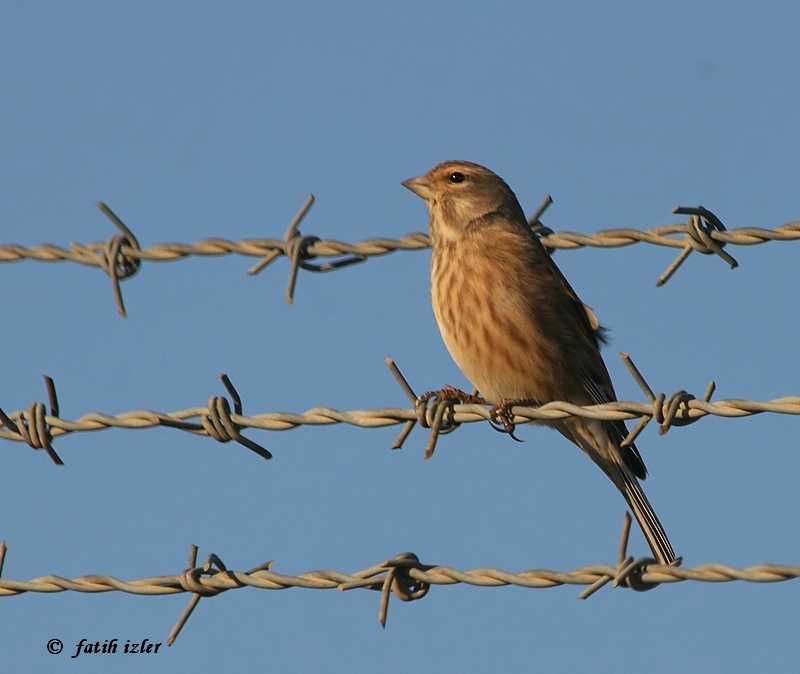 Common Linnet