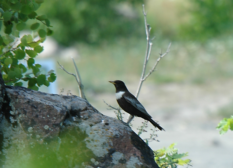 Ring Ouzel