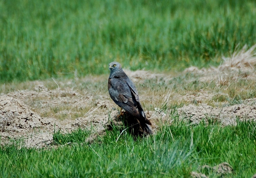 Montagu`s Harrier