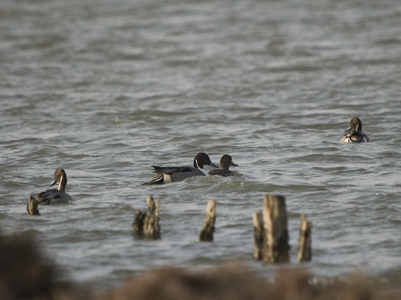 Northern Pintail