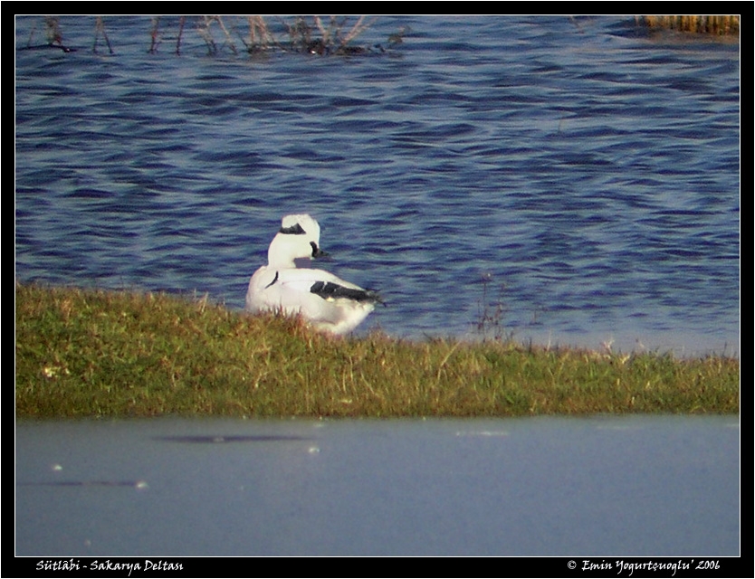 Smew