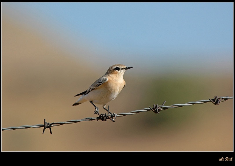 Northern Wheatear