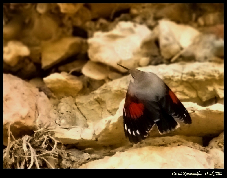 Wallcreeper