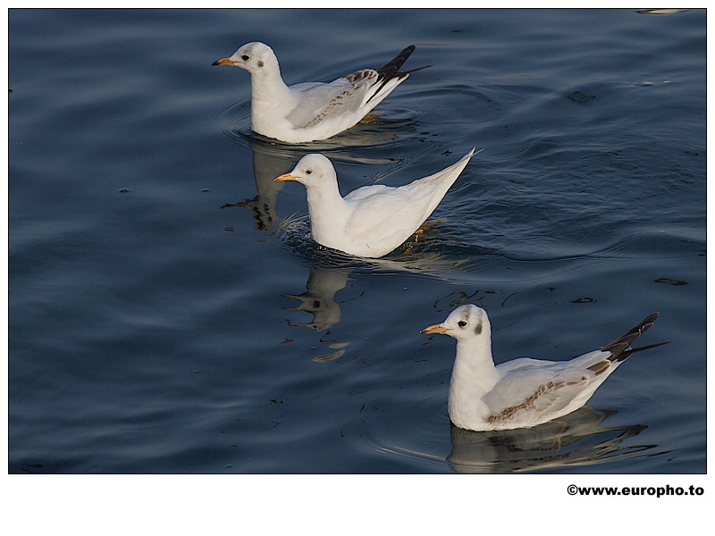 Black-headed Gull