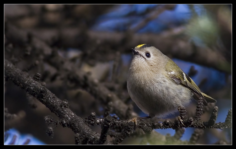 Goldcrest