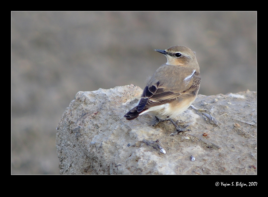 Northern Wheatear