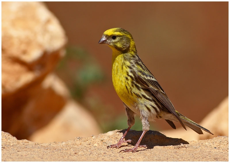 European Serin