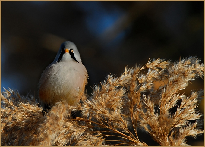 Bearded Reedling