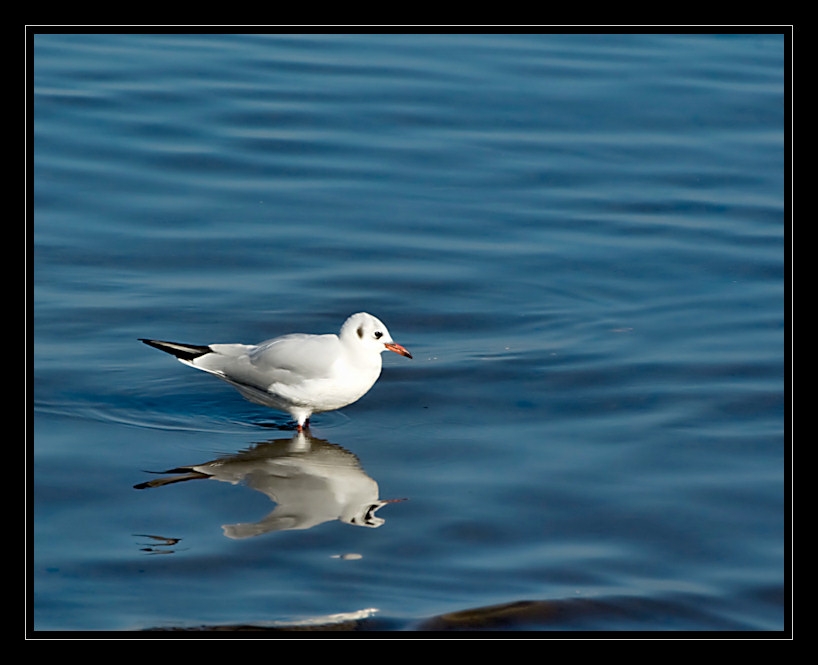 Black-headed Gull