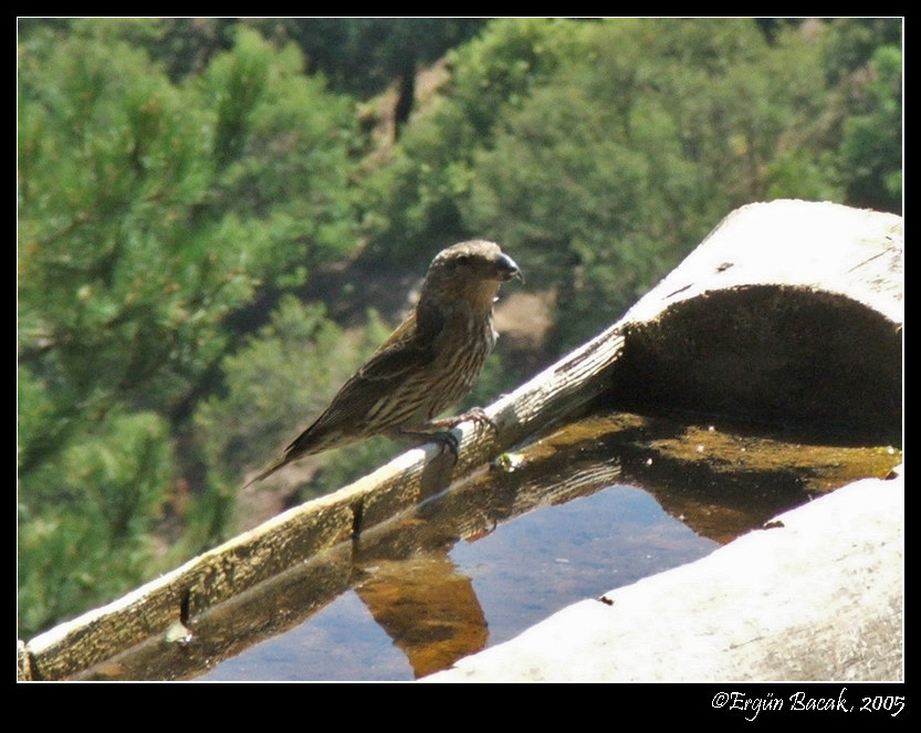 Red Crossbill