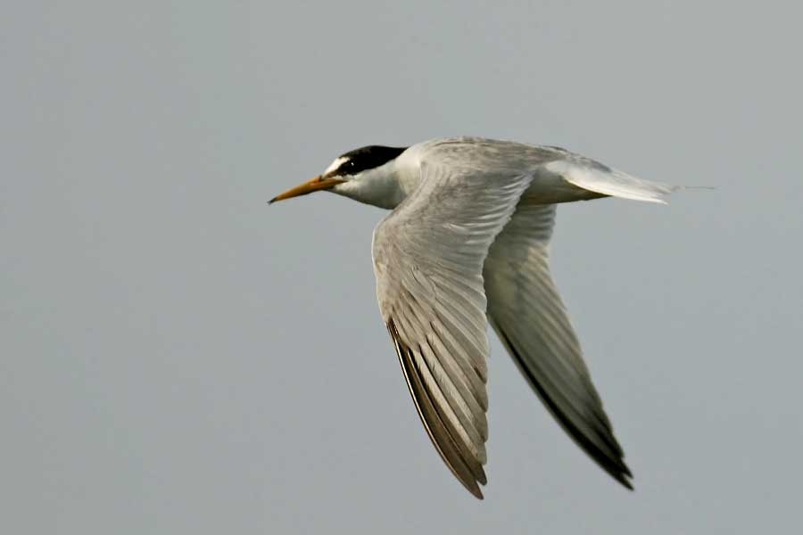 Little Tern