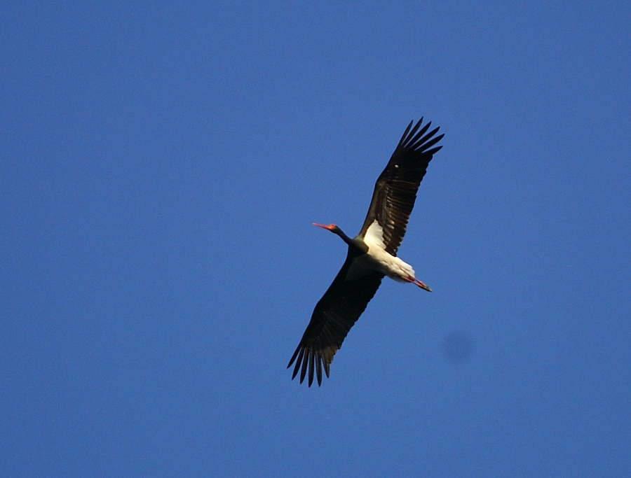 Black Stork