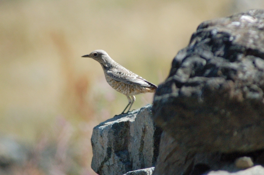 Common Rock Thrush