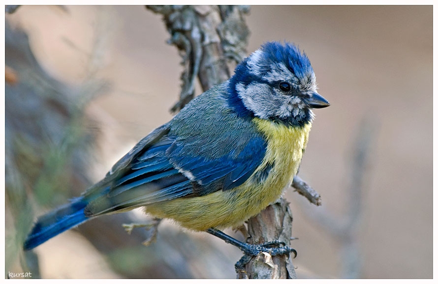 Eurasian Blue Tit