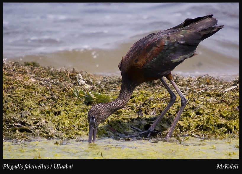 Glossy Ibis