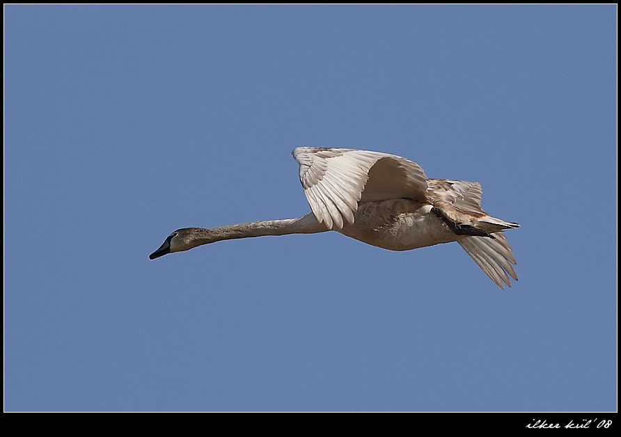 Mute Swan