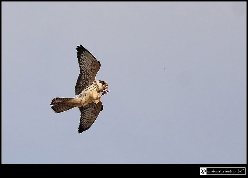 Red-footed Falcon