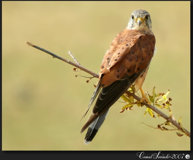 Common Kestrel