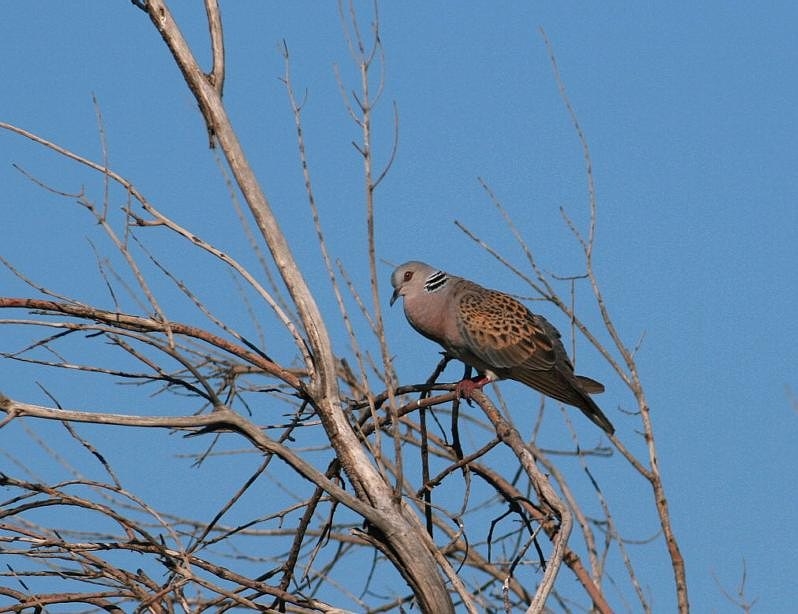 European Turtle Dove