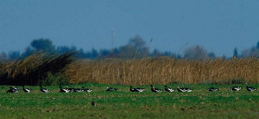 Red-breasted Goose