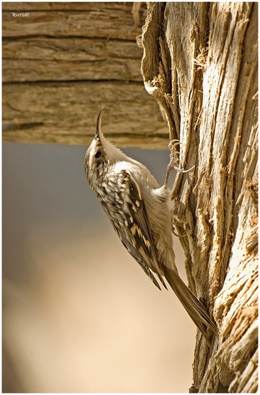 Eurasian Treecreeper