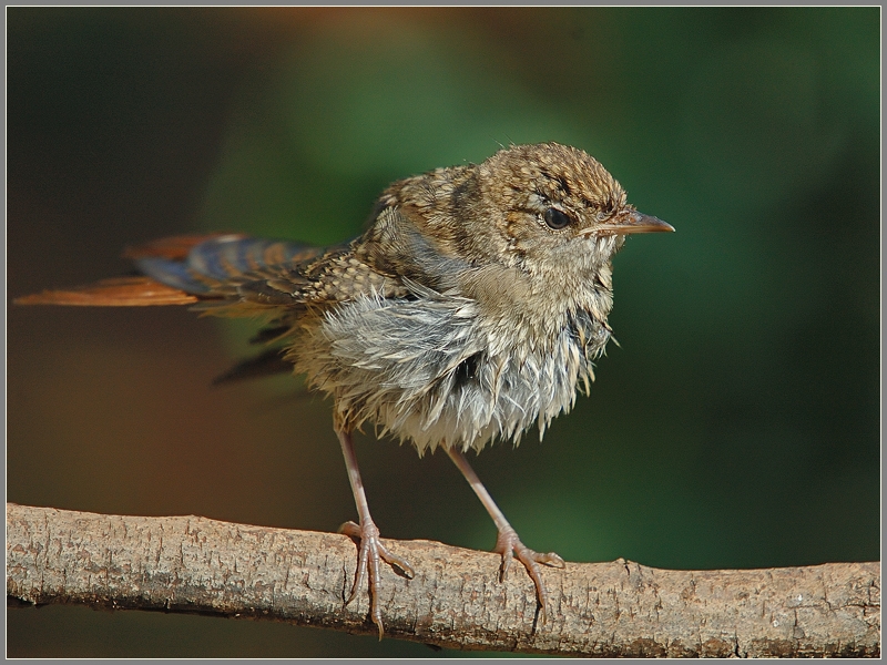 Common Nightingale