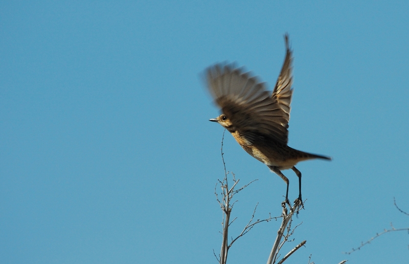 Whinchat
