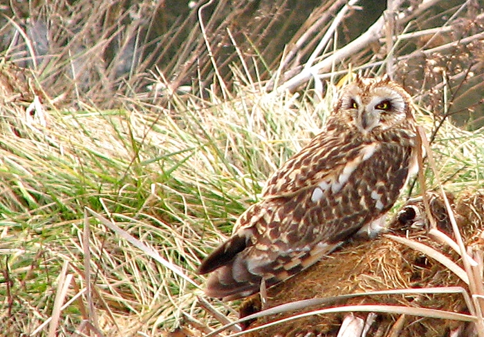 Short-eared Owl