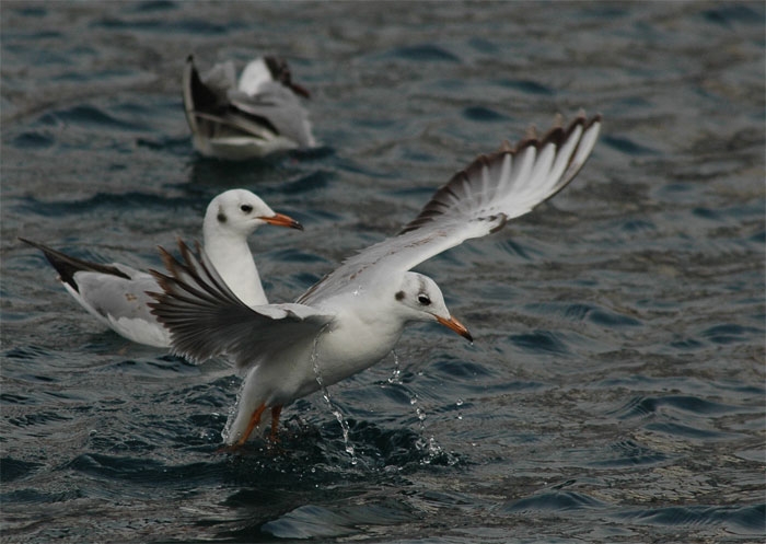 Black-headed Gull