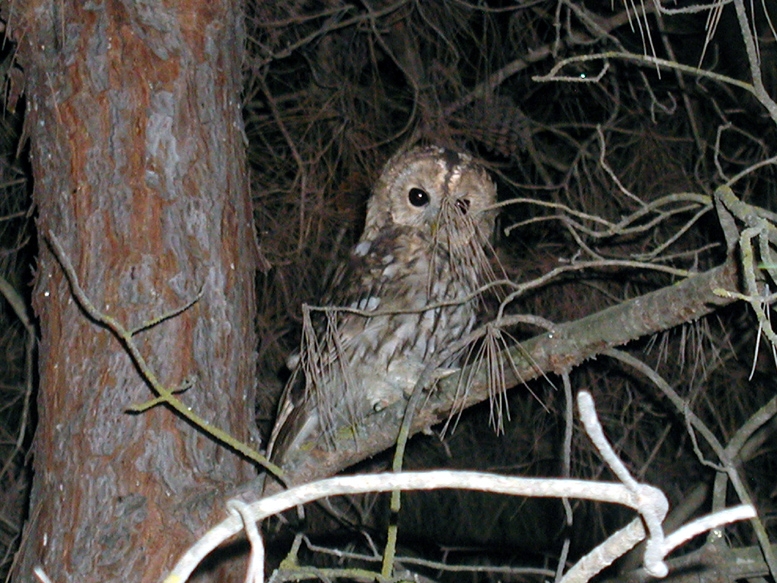 Tawny Owl