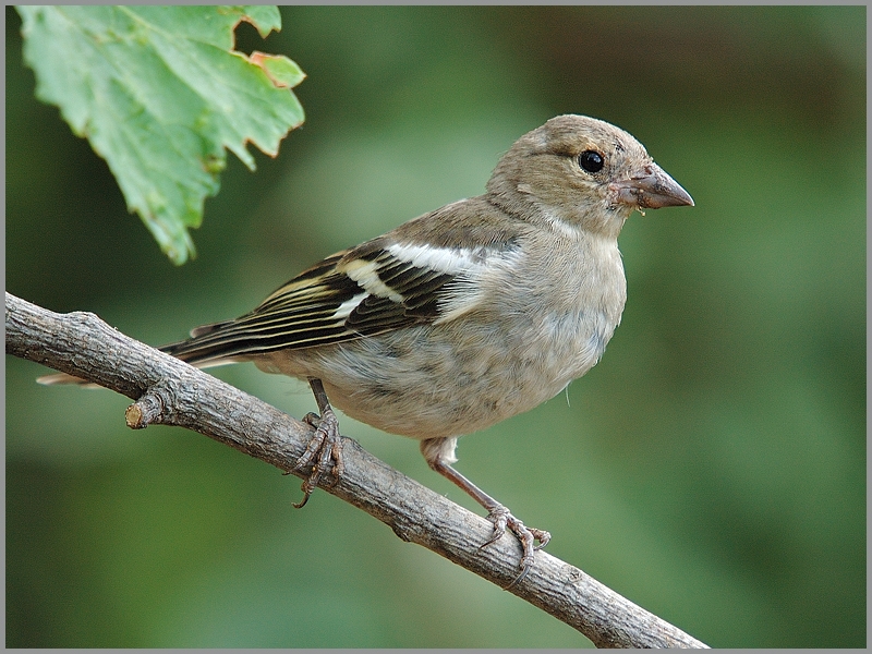 Eurasian Chaffinch