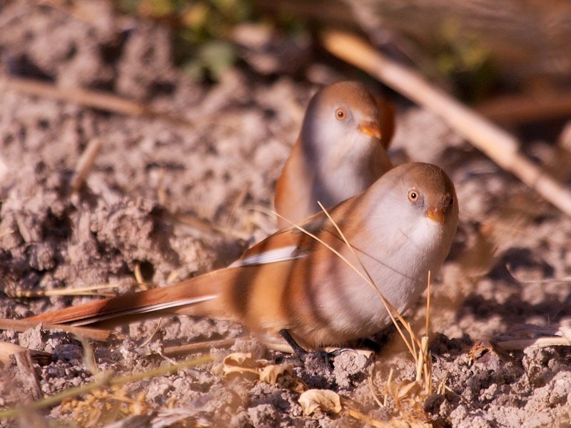 Bearded Reedling