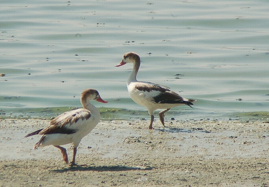 Common Shelduck
