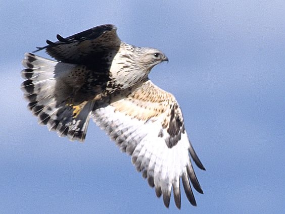 Rough-legged Buzzard