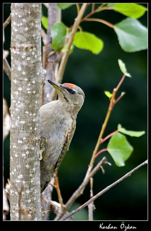 Grey-headed Woodpecker