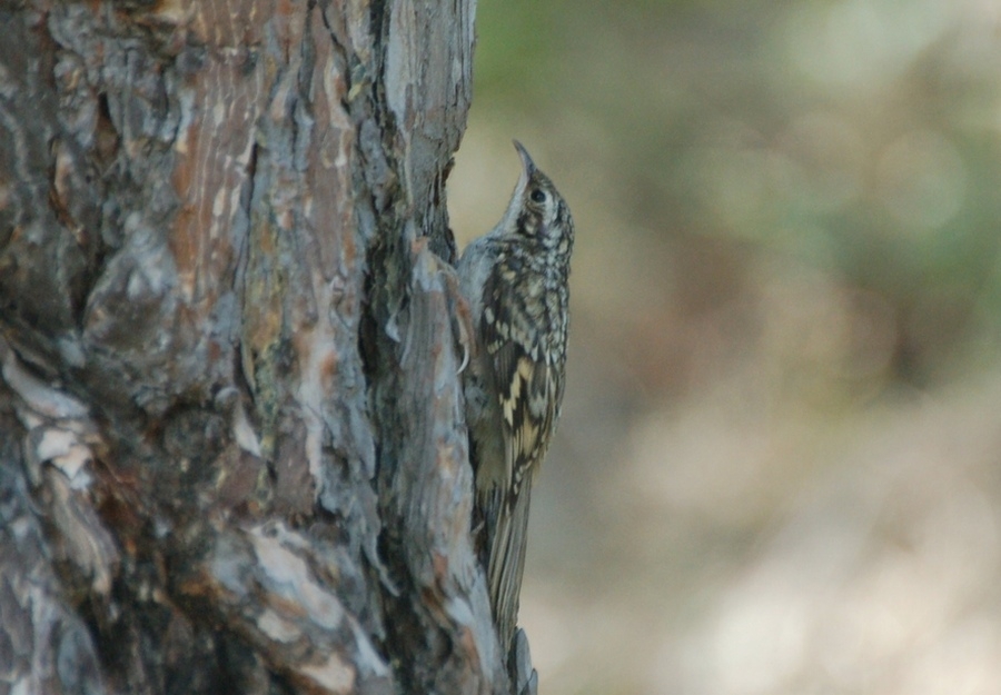 Eurasian Treecreeper
