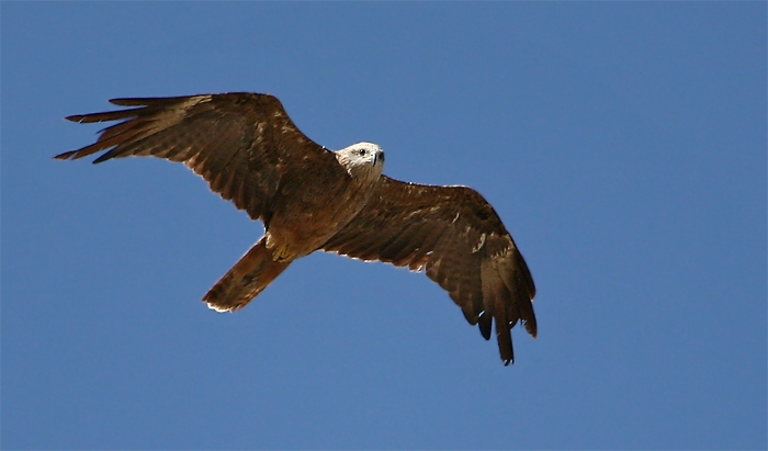 Black Kite