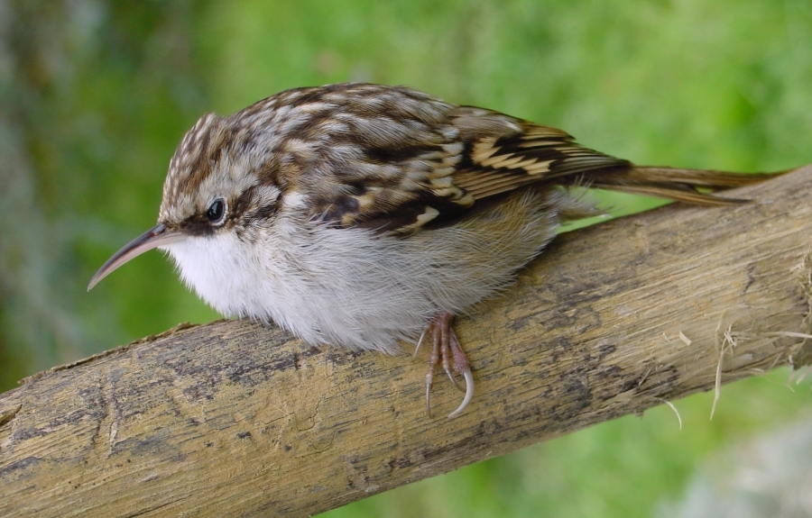 Eurasian Treecreeper