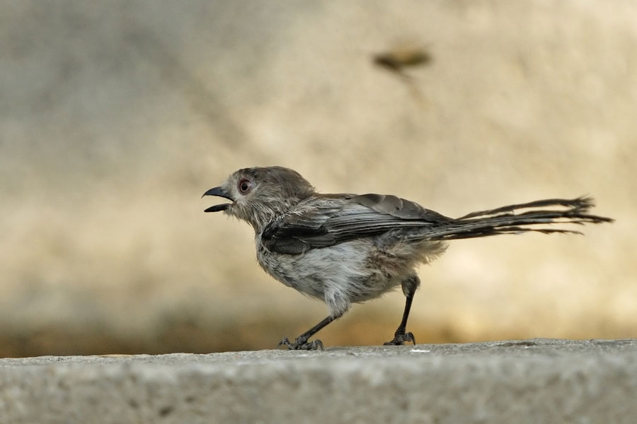 Long-tailed Tit