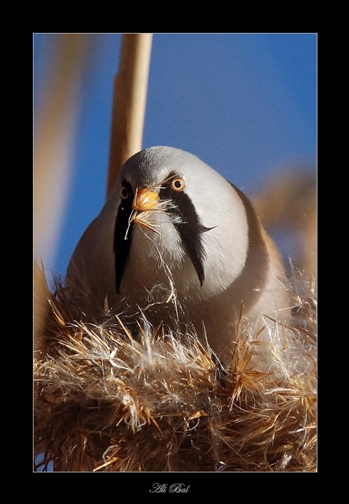 Bearded Reedling