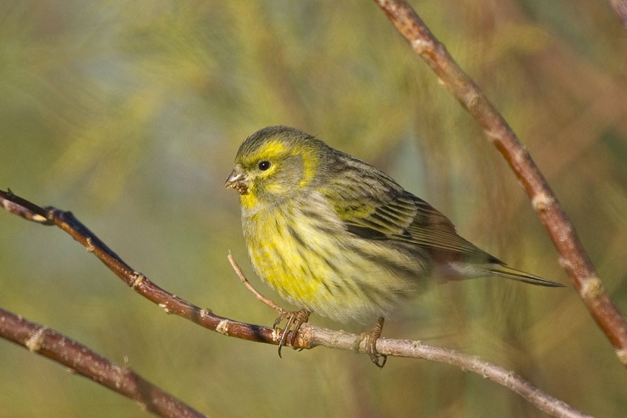 European Serin