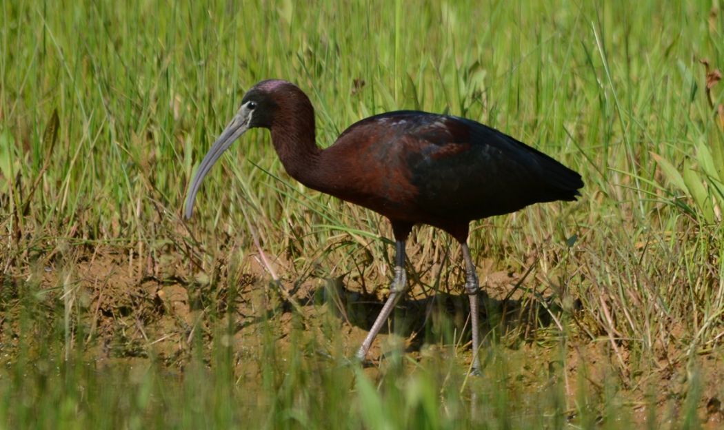 Glossy Ibis