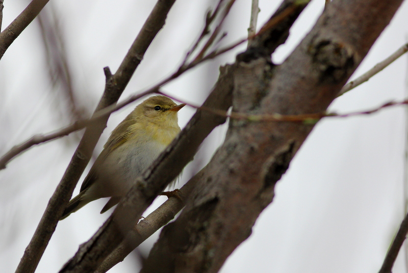 Wood Warbler