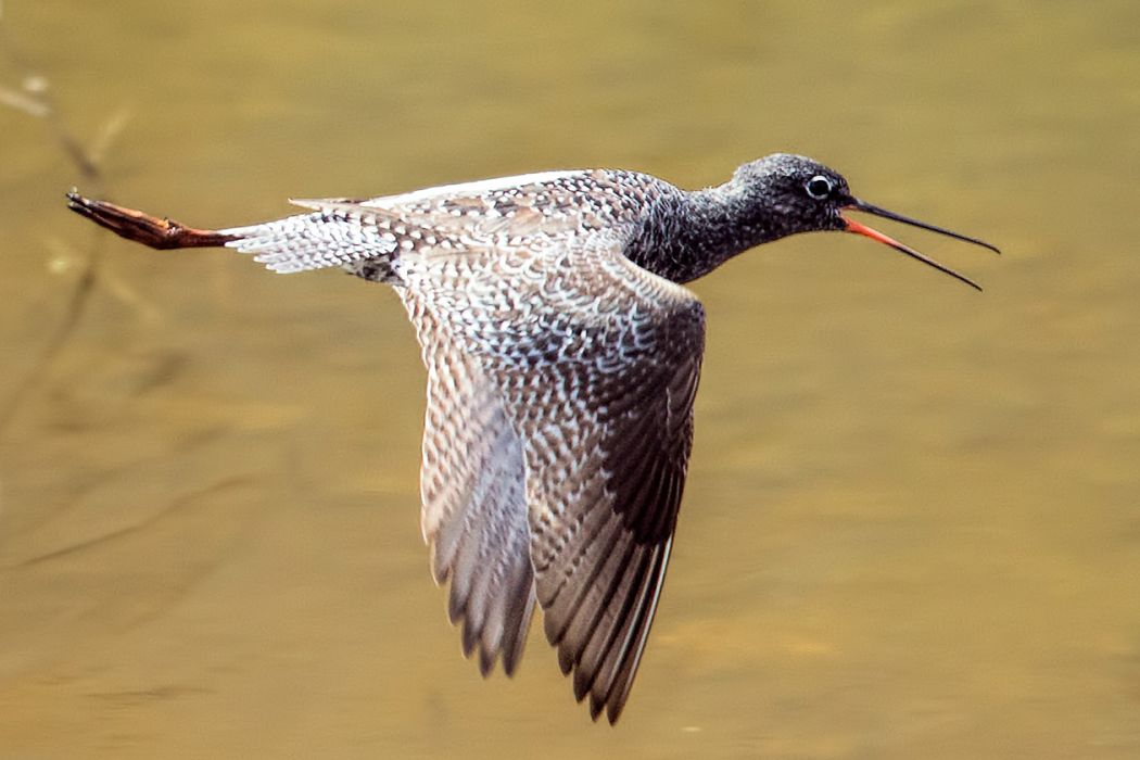Spotted Redshank
